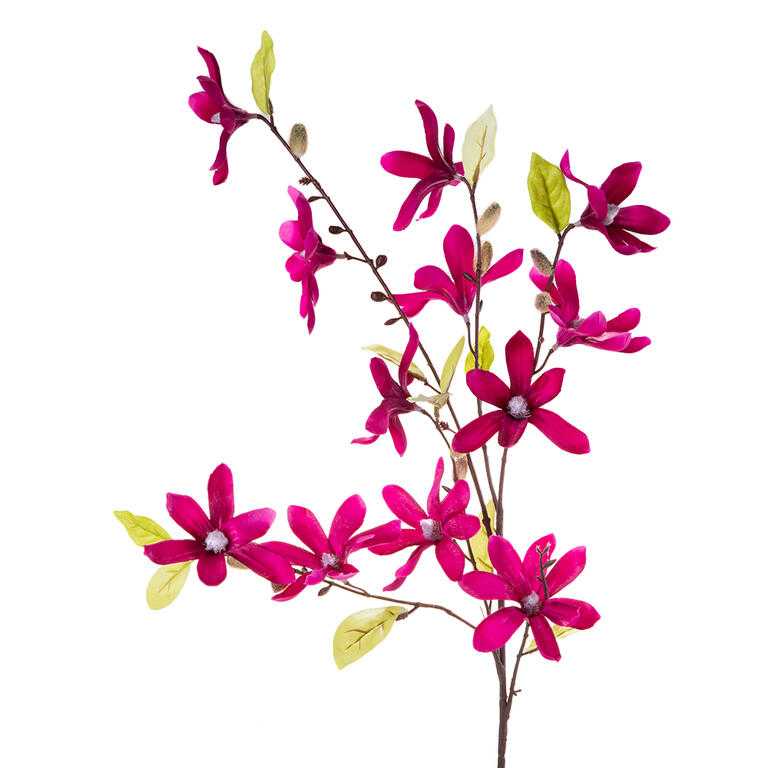 Magnolie větvička fuchsiová