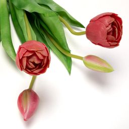 Zväzok tulipány plnokveté 39 cm, 5 ks - galéria #2